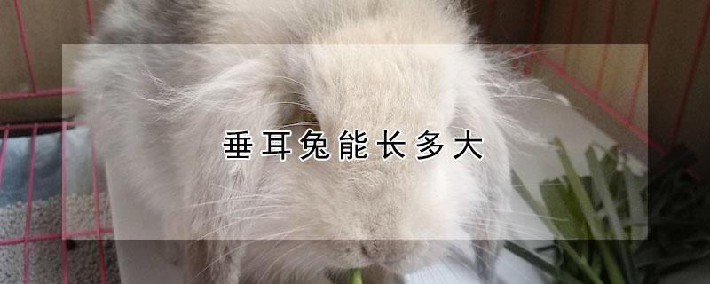 垂耳兔能长多大（垂耳兔一般可以长到多大）