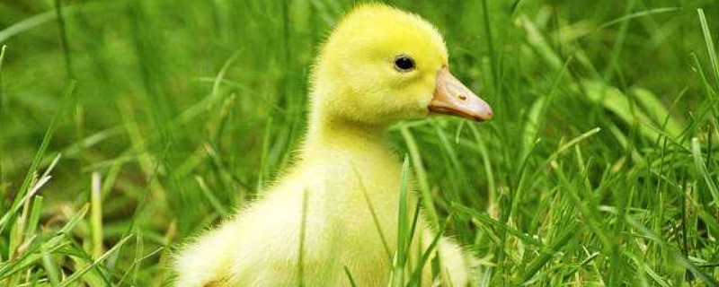 小鹅喂啥吃长得快（小鹅喂什么吃）