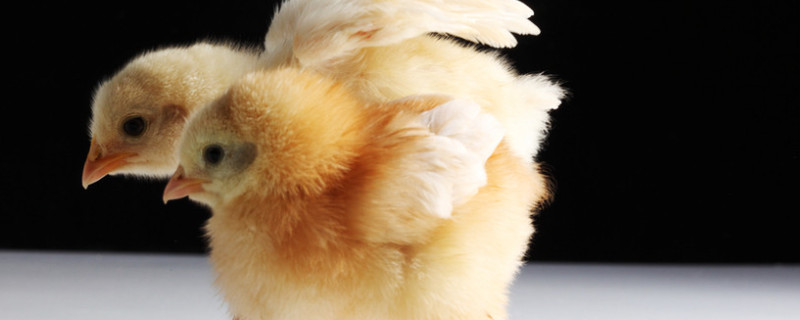 小鸡公母怎么分别 小鸡公母怎么分别 翅膀图片