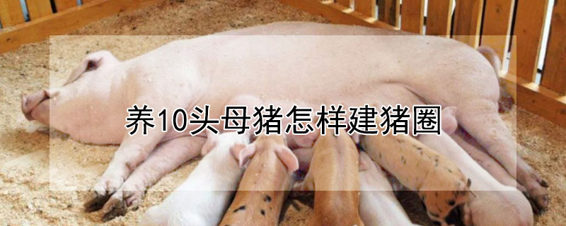 养10头母猪怎样建猪圈（养10头母猪怎样建猪圈图片）