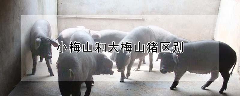 小梅山和大梅山猪区别（小梅山和大梅山猪区别是什么）