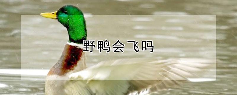野鸭会飞吗（野鸭会飞吗?会游泳吗?）