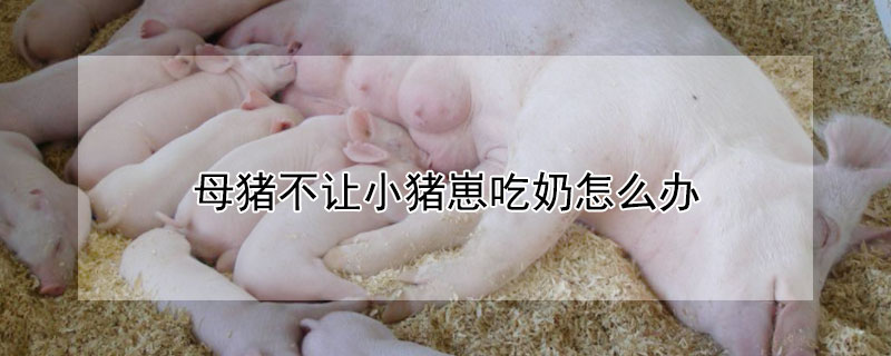 母猪不让小猪崽吃奶怎么办 母猪不让小猪吃奶怎么办?