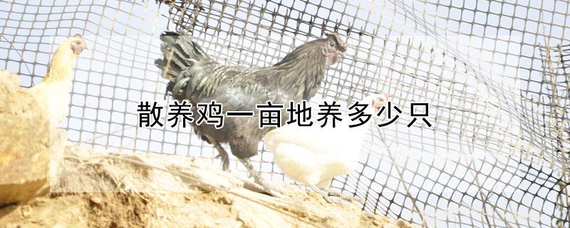 散养鸡一亩地养多少只 散养鸡2000只一年利润多少