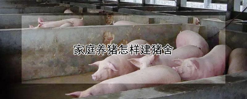 家庭养猪怎样建猪舍 养猪大棚建设图片