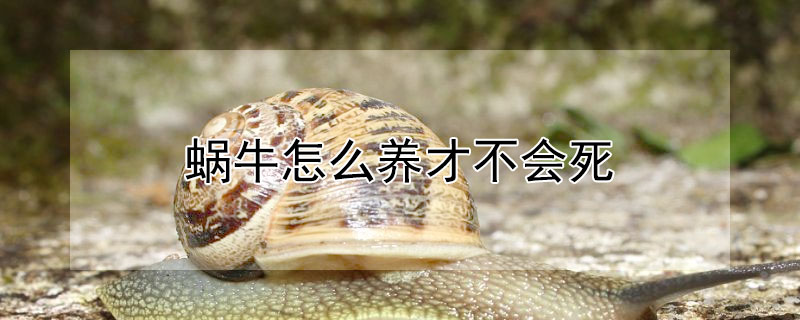 蜗牛怎么养才不会死（蜗牛怎么养蜗牛）