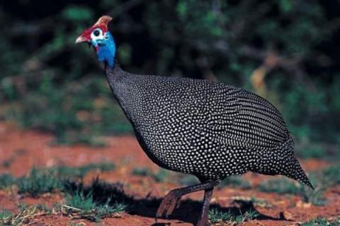 珍珠鸡怎么养殖