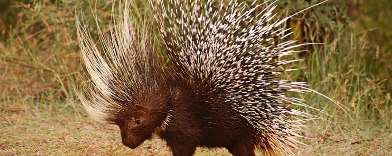 豪猪不喜欢什么食物（豪猪不喜欢什么食物和水果）