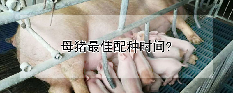 母猪最佳配种时间? 人工母猪配种最佳时间