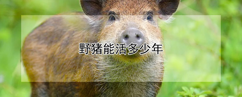 野猪能活多少年 野猪能活多少年寿命