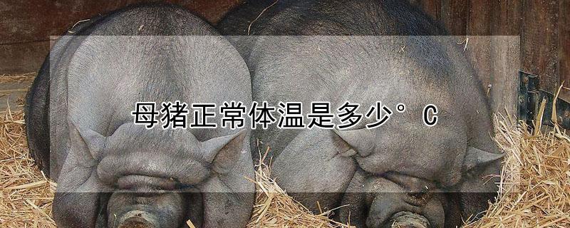 母猪正常体温是多少°C（母猪正常体温多少度?赶紧搜索）