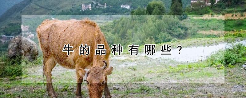 牛的品种有哪些? 牛的品种有哪些及图片