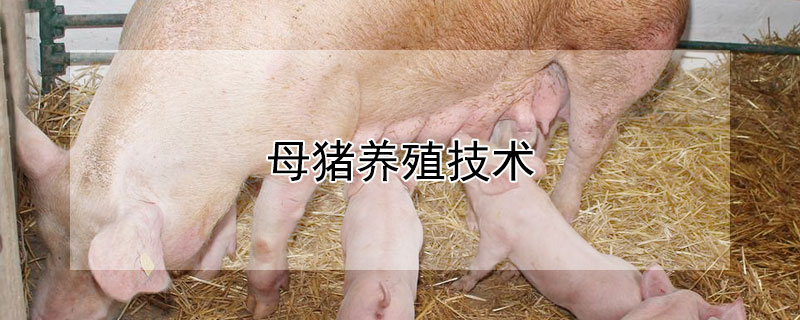 母猪养殖技术 母猪养殖技术母猪的饲养管理