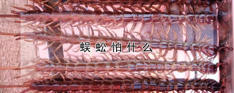 蜈蚣怕什么（蜈蚣怕什么东西）