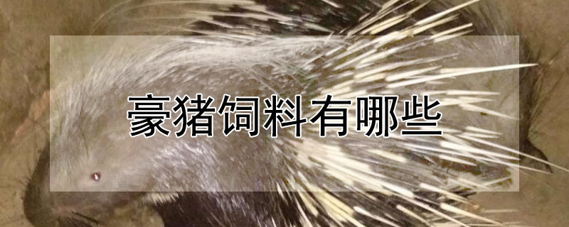 豪猪饲料有哪些（豪猪饲料有哪些品种）