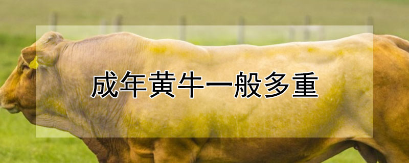 成年黄牛一般多重（成年黄牛一般多重一只）