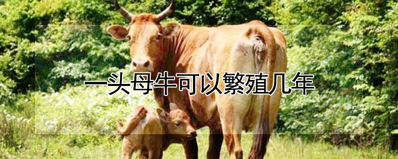 一头母牛可以繁殖几年 一头母牛能繁殖多少年