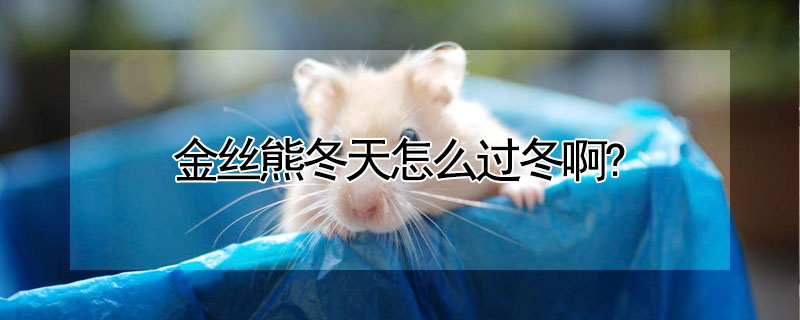 金丝熊冬天怎么过冬啊? 金丝熊冬天怎么过冬啊