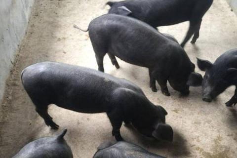 二元母猪是什么意思