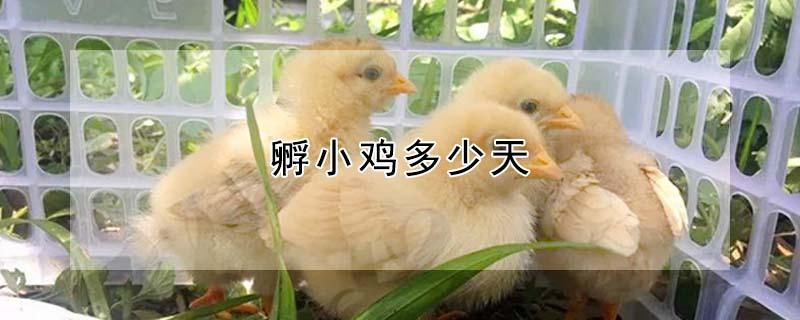 孵小鸡多少天 孵小鸡多少天停止翻蛋