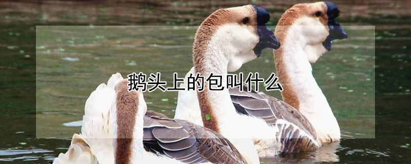 鹅头上的包叫什么（鹅头上的包叫什么名字）