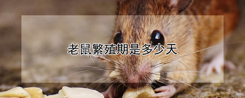 老鼠繁殖期是多少天（老鼠繁殖期多久）