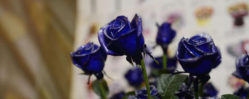 蓝色妖姬能保存多久 蓝色妖姬怎么样能保存的久一点