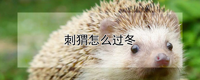 刺猬怎么过冬 熊怎么过冬