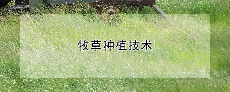 牧草种植技术（牧草什么时候种植）