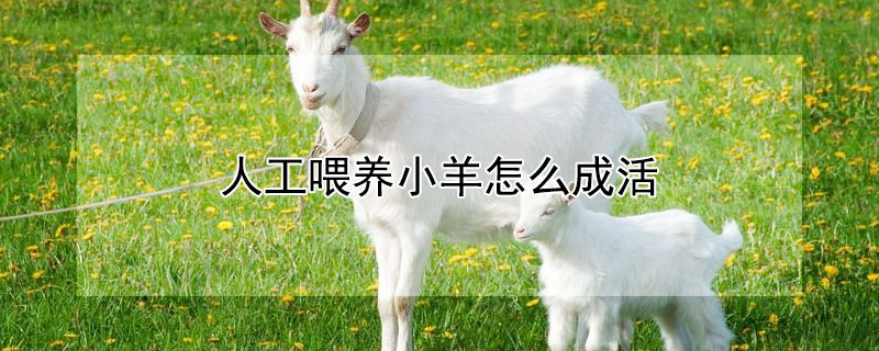 人工喂养小羊怎么成活（人工喂养小羊怎么成活的）
