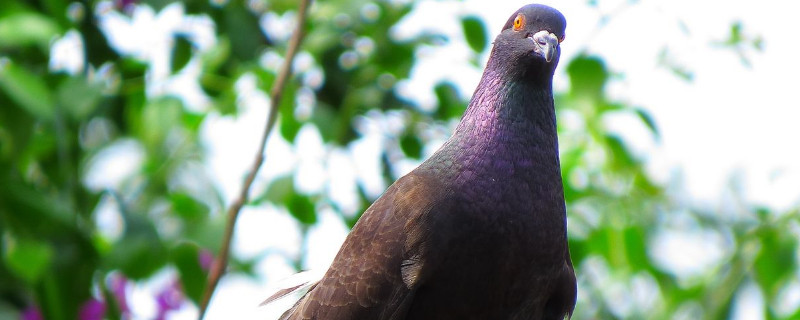 鸽子配对后几天下蛋 公鸽子在试窝多久下蛋