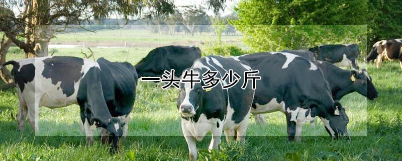 一头牛多少斤 一头牛多少斤可以出栏