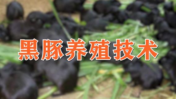 黑豚养殖技术（黑豚养殖技术规程）