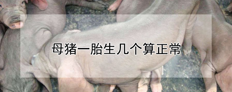 母猪一胎生几个算正常 母猪一胎产多少仔