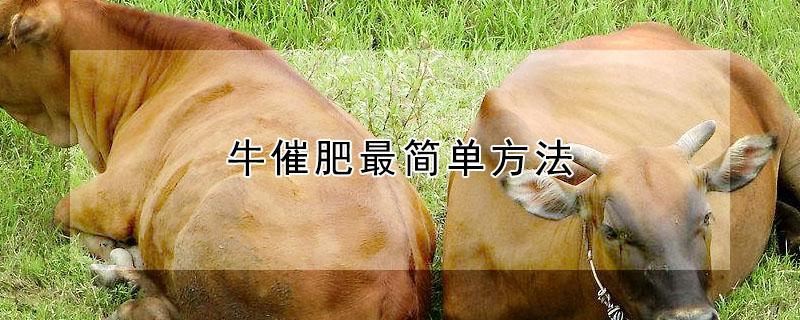 牛催肥最简单方法（红糖喂牛正确方法）