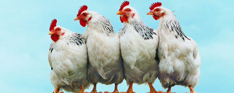 鸡为什么晚上打鸣 鸡为什么晚上打鸣有什么