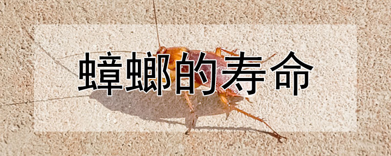 蟑螂的寿命 蟑螂的寿命和繁殖周期
