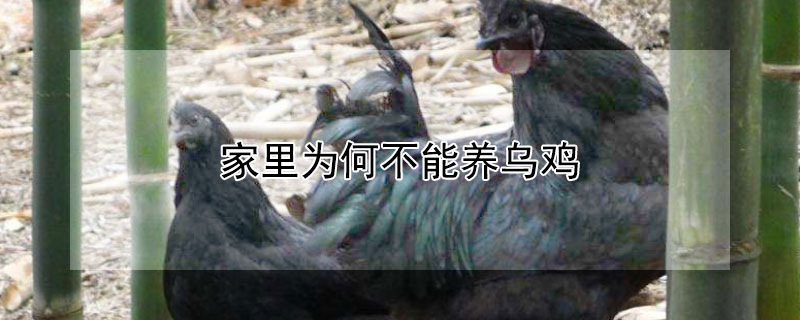 家里为何不能养乌鸡（乌鸡能和家鸡一起养吗）
