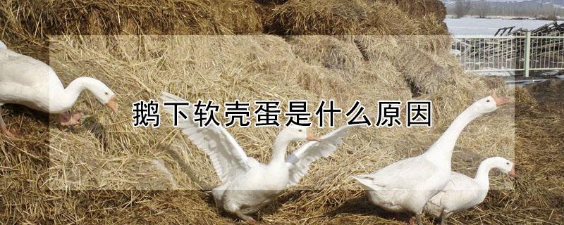 鹅下软壳蛋是什么原因（鹅下软壳蛋怎么办）