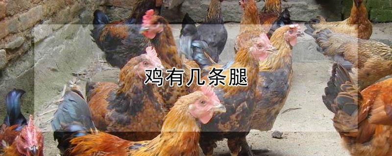 鸡有几条腿（鸡有几条腿兔子有几条腿）