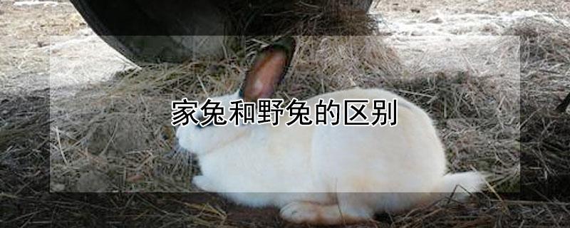 家兔和野兔的区别 家兔和野兔的区别图
