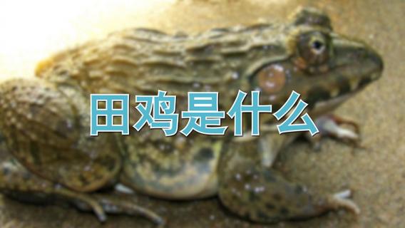 田鸡是什么（田鸡是什么动物）