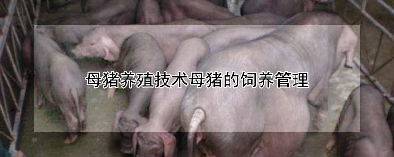 母猪养殖技术母猪的饲养管理（母猪养殖技术母猪的饲养管理实验报告）