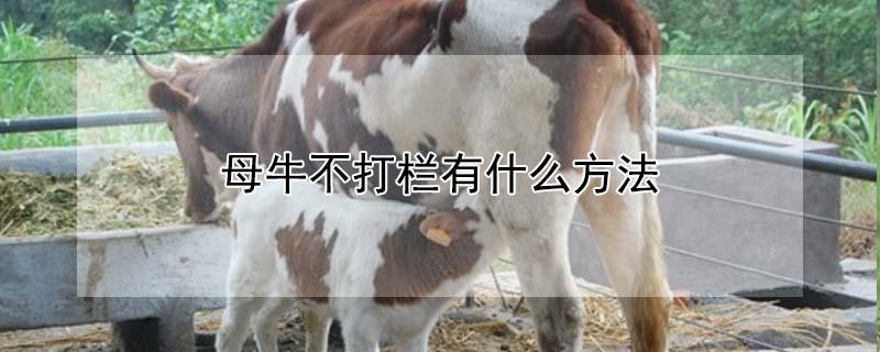 母牛不打栏有什么方法（母牛不打栏有什么方法 吃什么）