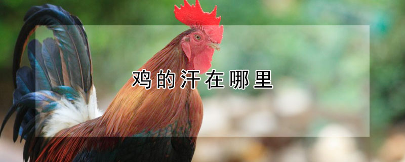 鸡的汗在哪里 鸡的汗出在哪里最佳答案