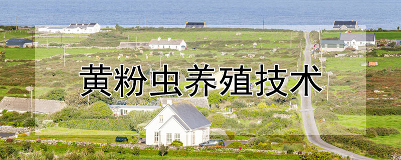 黄粉虫养殖技术 十大暴利养殖