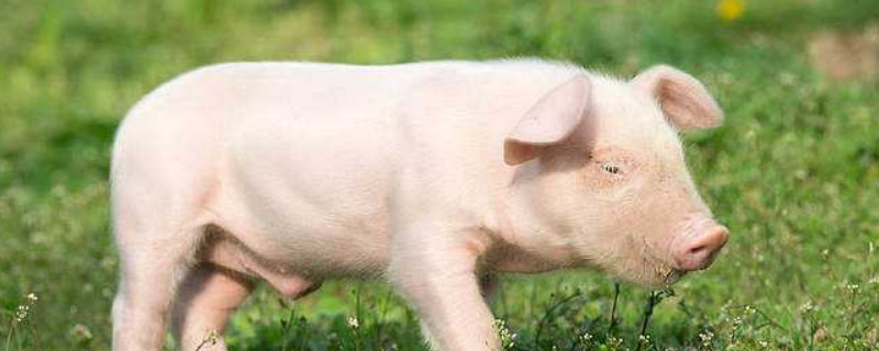 肉猪多久出栏 肉食猪多久出栏