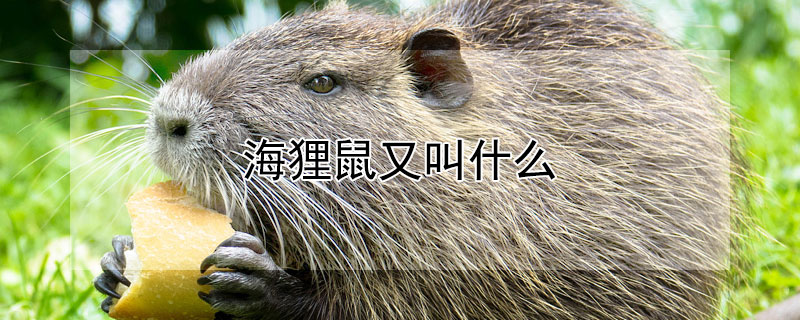 海狸鼠又叫什么（海狸鼠又叫什么名字）
