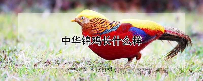 中华锦鸡长什么样（中华锦鸡叫声）