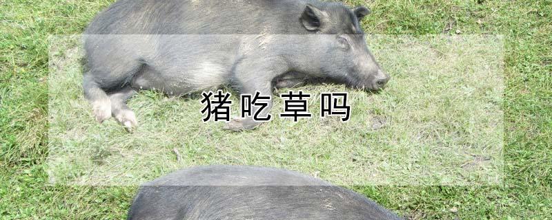猪吃草吗 猪吃猪草吗